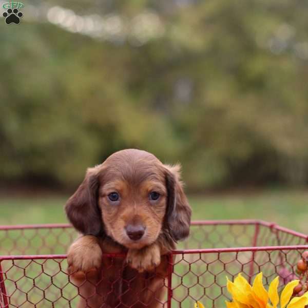 Snickers, Dachshund Puppy